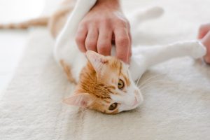 PETS Prod. e Serviços
